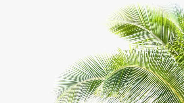 coconut trees leaf isolated on white background