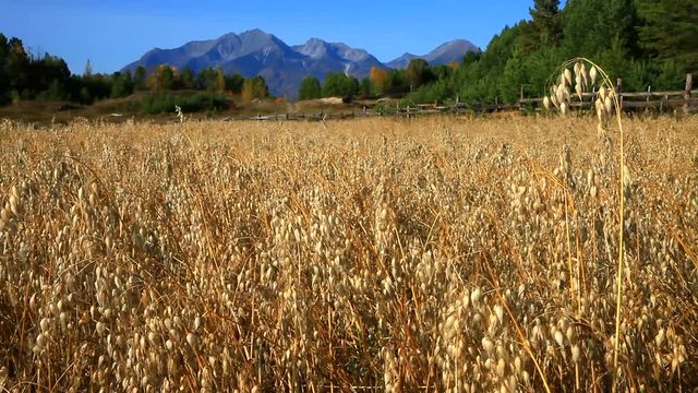 An agricultural field with ripened golden ears of grain oats on an autumn sunny day against the background of the East Sayan mountains. Siberia, Buryatia, Tunka foothill valley