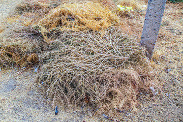 Stack of camel spines