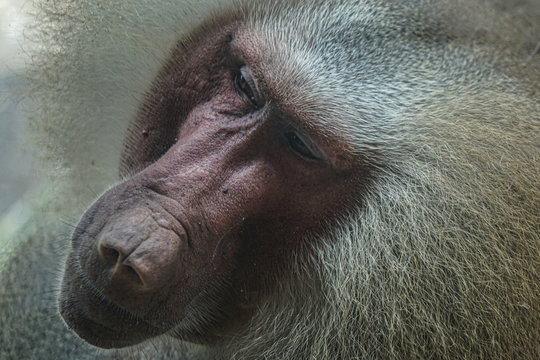 86 Best マントヒヒ Images Stock Photos Vectors Adobe Stock