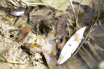 A frog by the water on the shore