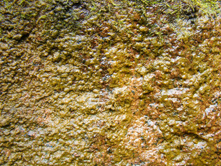 Wet stone wall with algae in the slime for the background.