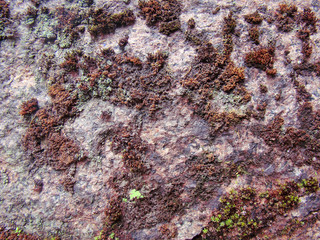 Stone with brown and green lichen for the background.
