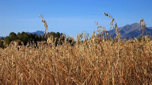 Closeup view of ripe oats ears on the field against the blue sky and mountain peaks on a sunny autumn day. Rural landscape