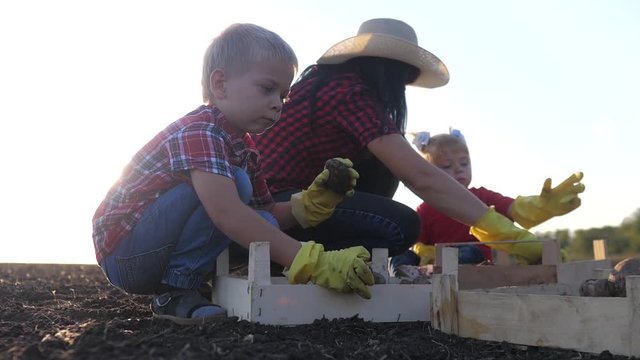 teamwork happy family red neck farmers eco farming. agriculture a concept are working harvest eco farming slow motion video. team of farmers lifestyle father mom and kids sorting potatoes in wooden