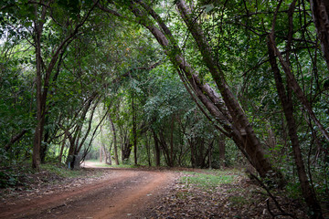 road in the forest