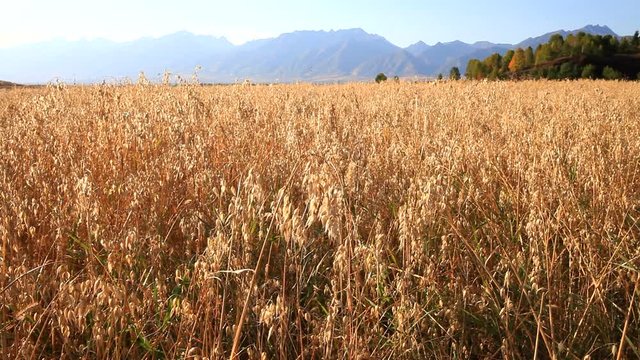 An agricultural field with ripened golden ears of grain oats on an autumn sunny day against the backdrop of the East Sayan mountain range. Siberia, Buryatia, Tunka foothill valley