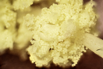 Macro view of hibiscus flower with pistil, stamens and pollen