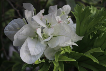 Colorful bright white bougainvillea flowers patterns blooming in nature garden background, close up macro [2162]