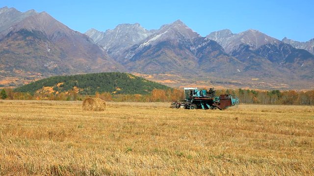 Harvesting oats with a combine in the Siberian foothills of the Tunka Valley against the backdrop of the East Sayan Mountains at sunset. Autumn rural landscape