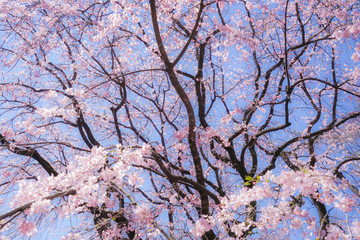 枝垂れ桜と晴天の青空