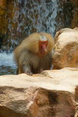 シンガポール動物園のマントヒヒのイメージ