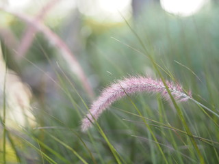 Obraz premium GRAMINEAE brown color flower grass Axillary and branched Inflorescence set on a long stalk. Consisting of a large number of purple sub-flowers appearance is not very fluffy nature background
