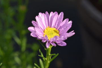Flower-226(After Rain)