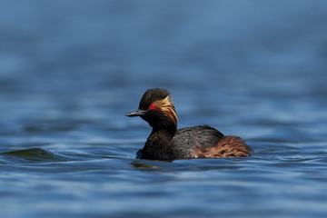 Black-necked grebe (Podiceps nigricollis) in its natural habitat in Denmark