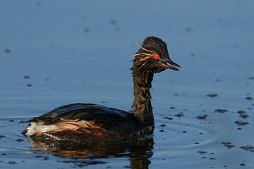 Black-necked grebe (Podiceps nigricollis) in its natural habitat in Denmark