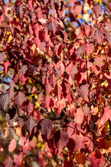 Autumn leaves are red yellow and green. Beautiful Autumn Background.