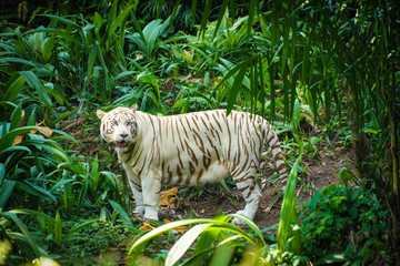 ジャングルに佇むホワイトタイガー
