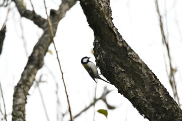 シジュウカラ