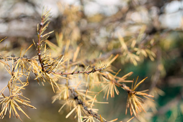 Larch branch with yellow and orange needles closeup macro photography. Autumn conifer in the forest or park