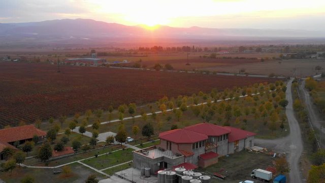 Vineyards in Kakheti, Georgia country. Near Shilda village. Autumn. In the evening. Sunset