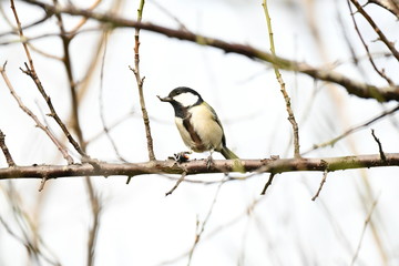 シジュウカラ