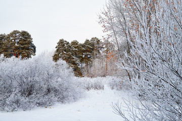 Snow covered trees in a winter forest and small path between them