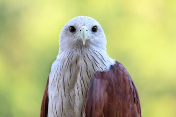 A Portrait of Brahminy Kite (Haliastur indus) Red-backed.