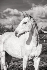 White horse on an autumn grass