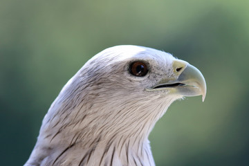 A Portrait of Brahminy Kite (Haliastur indus) Red-backed.