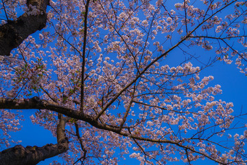 満開の桜と日本庭園