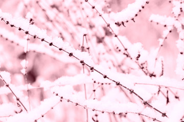 Snow on dry grass in the winter forest close up. Natural background pink color toned