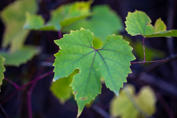 Autumn leaves are red yellow and green. Beautiful Autumn Background.