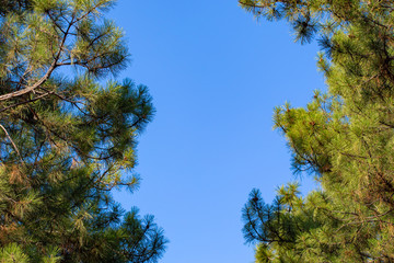 Christmas tree branches and needles on a background of blue sky.
