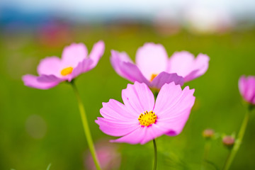 コスモス