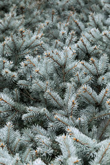 Background of beautiful branches of a blue Christmas tree