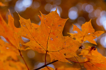 Fototapeta na wymiar Maple Leaf