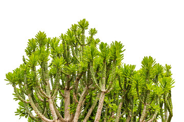 Green ornamental plants isolated on white background, Malayan spurge tree, Euphorbia antiquorum L.