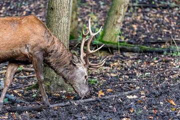 red deer male with the large face on his head sniffing