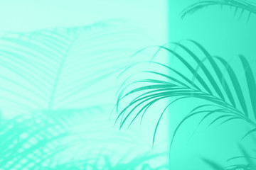 Fototapeta na wymiar Summer travel concept. Shadow of exotic palm leaves is laying on mint color background. Banner with copy space. Trendy green and turquoise color.