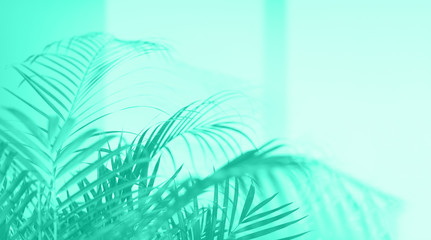 Fototapeta na wymiar Summer travel concept. Shadow of exotic palm leaves is laying on mint color background. Banner with copy space. Trendy green and turquoise color.