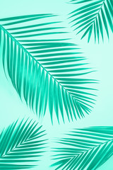 Tropical palm leaves on mint background. Minimal summer concept. Trendy green and turquoise color. Creative flat lay with copy space. Top view green leaf on punchy paper