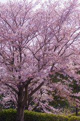 本牧山頂公園の満開の桜（横浜市）