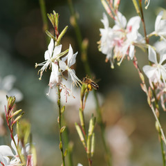 (Apis mellifera) Western honey bee on a white gaura flower