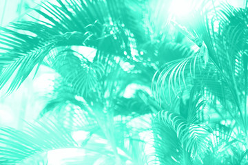 Fototapeta na wymiar Palm trees over sky. Summer, holiday and travel concept. Palm branches with sun light effect. Trendy mint color background for design. Trendy green and turquoise color. Tropical jungle view