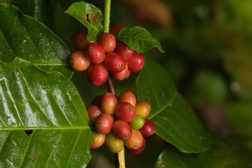 Coffee beans ripening on a tree