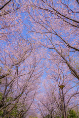 本牧山頂公園の満開の桜（横浜市）