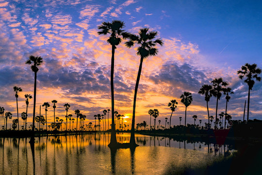 Sugar palm trees on the paddy field in sunrise, Pathum Thani Province, Thailand