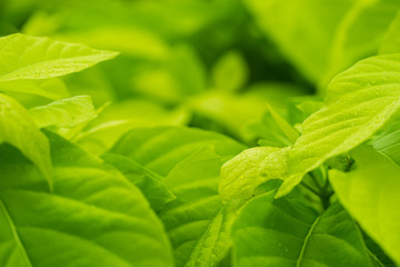 Obraz premium fresh green leaf nature background 