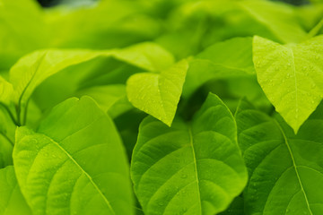 fresh green leaf nature background 